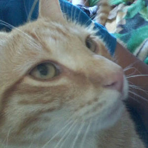 Meet your Posher, Chilldude